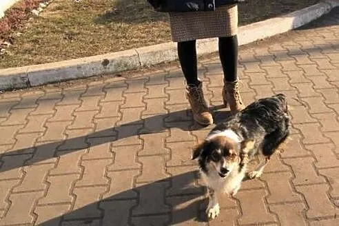 Mała suczka LUNA uratowana przed schroniskiem - pr
