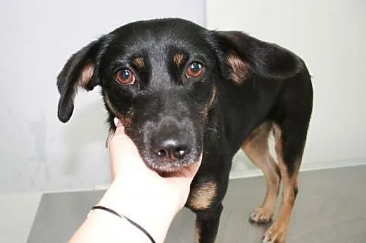 MELA - roczna, 9 kg śliczna sunia do adopcji,  mazowieckie Warszawa