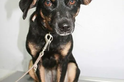 MELA - roczna, 9 kg śliczna sunia do adopcji,  maz