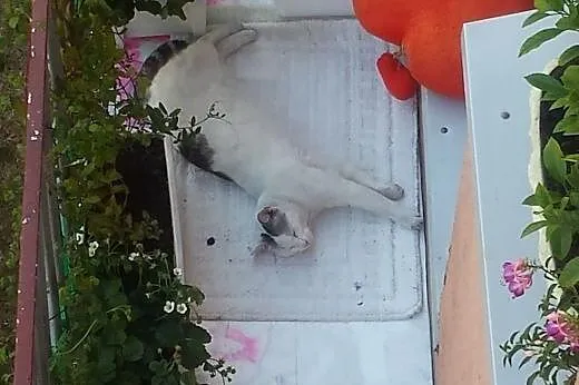 Biała kotka szuka domu pilne ,  łódzkie Zgierz