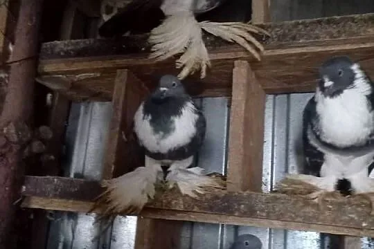 sprzedam golebie garlacze, Kujawsko-pomorskie, Włocławek