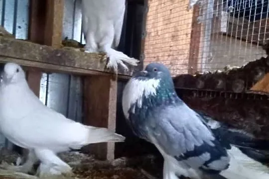 sprzedam golebie garlacze, Kujawsko-pomorskie, Włocławek
