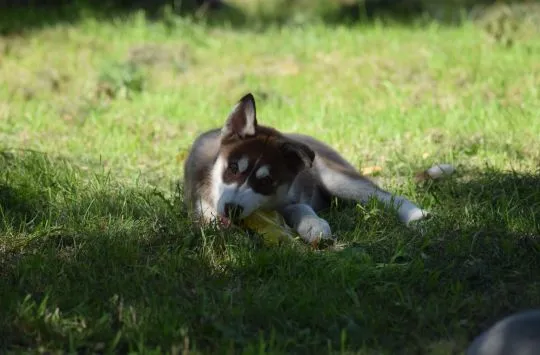 Wybitny czekoladowy samczyk Siberian Husky ZKwP/FCI po championach 512007790, , Łódź
