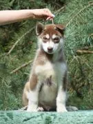 Wybitny czekoladowy samczyk Siberian Husky ZKwP/FCI po championach 512007790