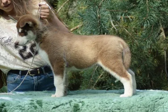 Wybitny czekoladowy samczyk Siberian Husky ZKwP/FCI po championach 512007790, , Łódź