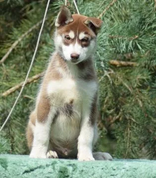 Wybitny czekoladowy samczyk Siberian Husky ZKwP/FCI po championach 512007790, , Łódź