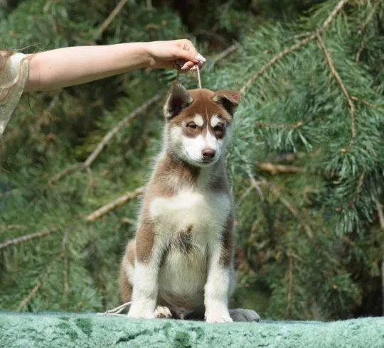 Wybitny czekoladowy samczyk Siberian Husky ZKwP/FCI po championach 512007790, , Łódź