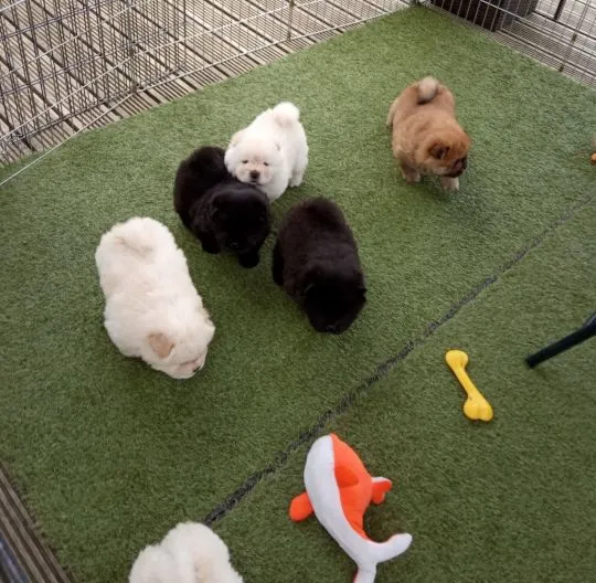 Chow Chow.. Kontakt tylko przez WhatsApp +37065391730 lub e-mail Princebeasoh@gmail.com, , Zaręba