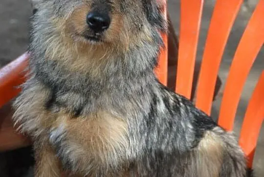Młody,  bezkonfliktowy Junior, szorstkowłosy psiak ADOPCJA