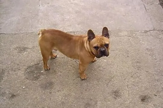 Buldog Francuski PIES 2 lata FCI