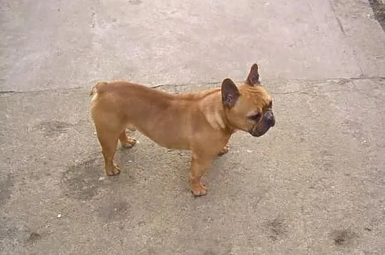 Buldog Francuski PIES 2 lata FCI