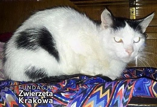 Kasia i Misia szukają domu dzisiaj, małopolskie K