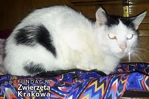 Kasia i Misia szukają domu dzisiaj, małopolskie Kraków