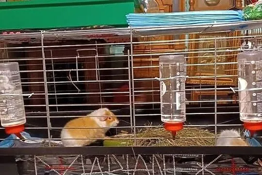 100CM KLATKA 6 KILO VERSELE LAGA DOMEK POLAR SAMCZYKI RASY teddy 5,5 MIES, Wielkopolskie, Poznań