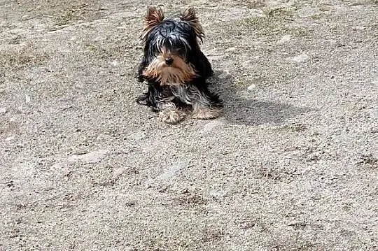 Yorkshire Terrier Enzo Boy 6mc