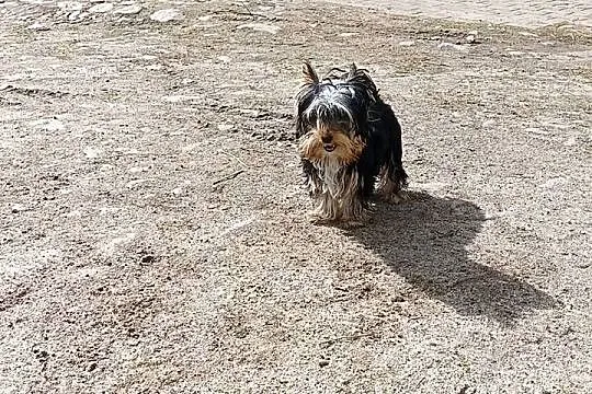 Yorkshire Terrier Enzo Boy 6mc, Zachodniopomorskie, Grzybno