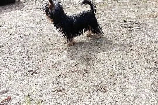 Yorkshire Terrier Enzo Boy 6mc, Zachodniopomorskie, Grzybno