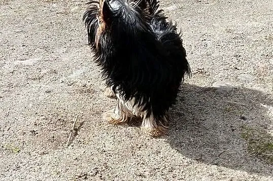 Yorkshire Terrier Enzo Boy 6mc, Zachodniopomorskie, Grzybno