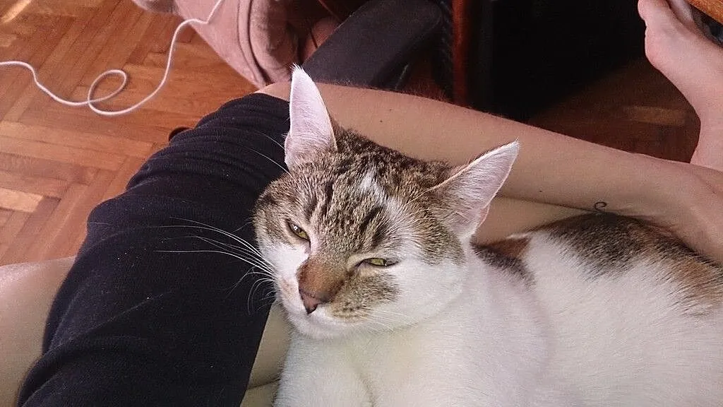 Figaro i Wpadka
