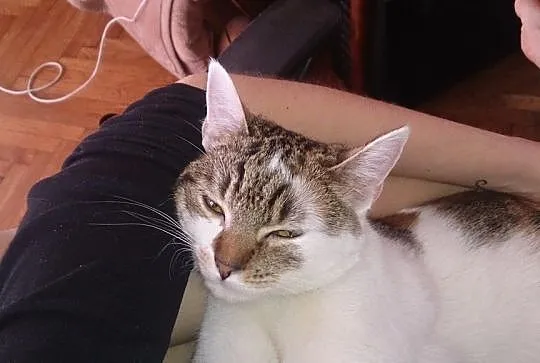 Figaro i Wpadka