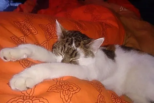 Figaro i Wpadka