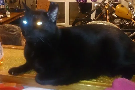 Figaro i Wpadka