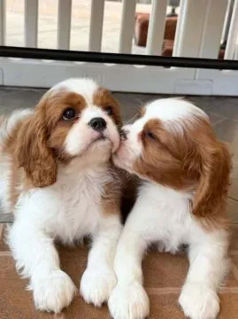 Szczenięta Cavalier King Charles Spaniel... napisz do mnie na WhatsApp: +44 7453 907158, , Kolonia Rzeczyca