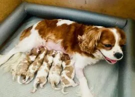 Szczenięta Cavalier King Charles Spaniel... napisz do mnie na WhatsApp: +44 7453 907158