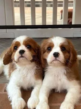 Szczenięta Cavalier King Charles Spaniel... napisz do mnie na WhatsApp: +44 7453 907158, , Kolonia Rzeczyca