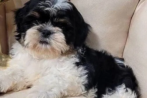 Śliczna suczka shih tzu z wyprawką