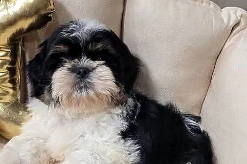 Śliczna suczka shih tzu z wyprawką, Małopolskie, Kraków