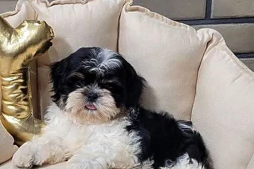 Śliczna suczka shih tzu z wyprawką, Małopolskie, Kraków