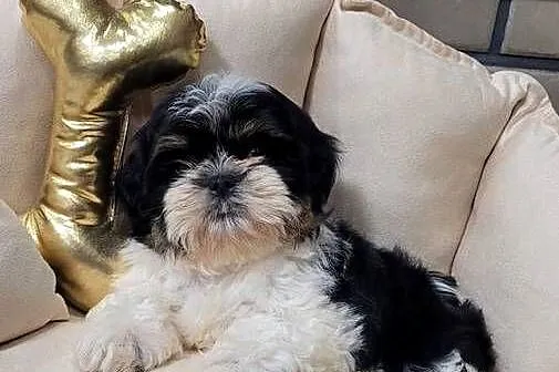 Śliczna suczka shih tzu z wyprawką, Małopolskie, Kraków