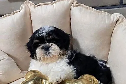 Śliczna suczka shih tzu z wyprawką, Małopolskie, Kraków