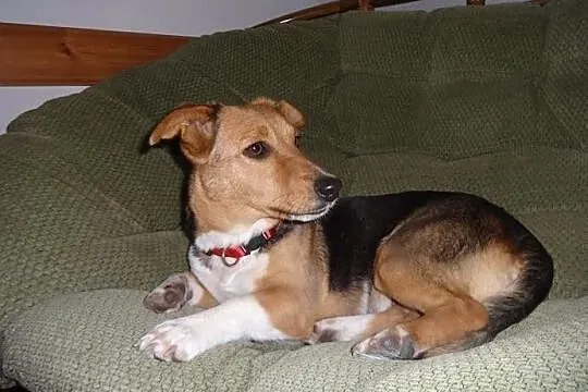 Agusia niewielka super sunia do adopcji