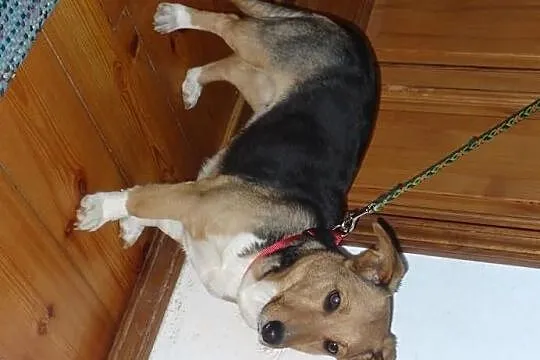 Agusia niewielka super sunia do adopcji