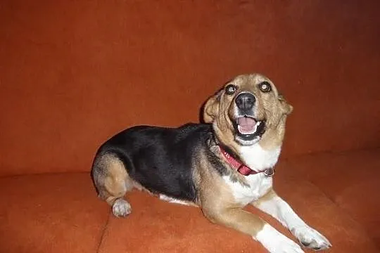 Agusia niewielka super sunia do adopcji