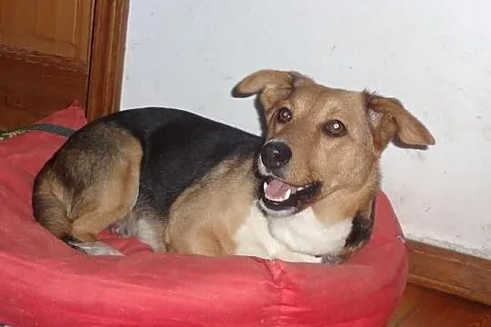 Agusia niewielka super sunia do adopcji