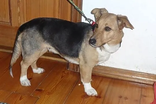 Agusia niewielka super sunia do adopcji
