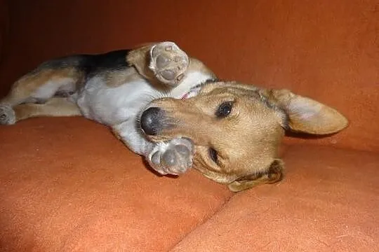 Agusia niewielka super sunia do adopcji