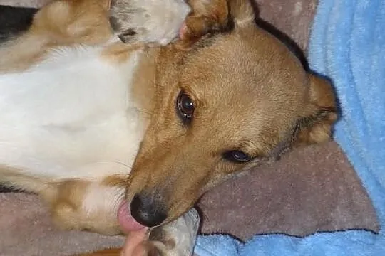 Agusia niewielka super sunia do adopcji