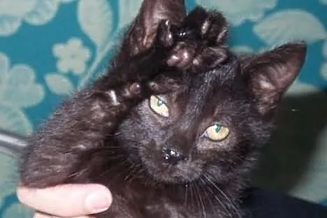 Filipek. Kocie dziecko, trzymiesięczne, do adopcji