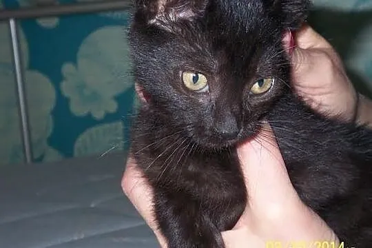 Filipek. Kocie dziecko, trzymiesięczne, do adopcji