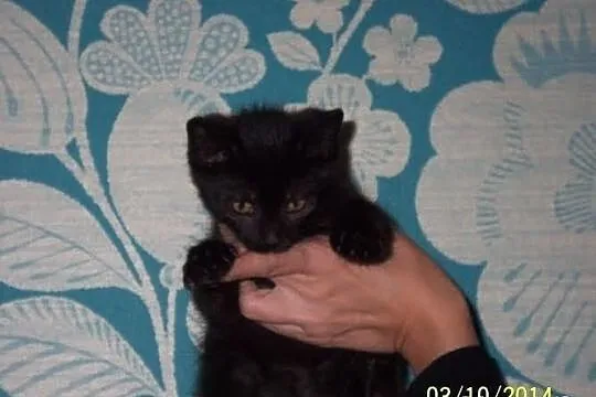 Filipek. Kocie dziecko, trzymiesięczne, do adopcji