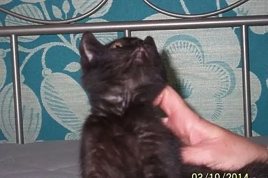 Filipek. Kocie dziecko, trzymiesięczne, do adopcji