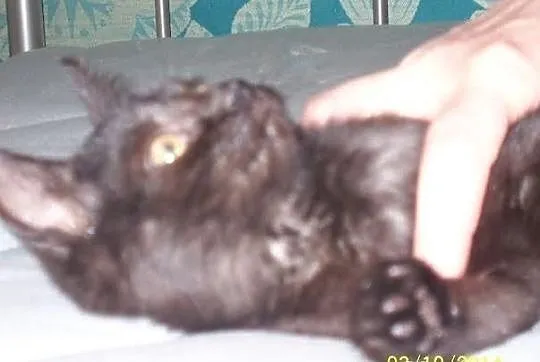 Filipek. Kocie dziecko, trzymiesięczne, do adopcji
