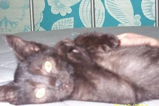 Filipek. Kocie dziecko, trzymiesięczne, do adopcji