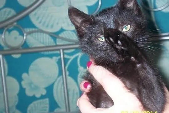 Filipek. Kocie dziecko, trzymiesięczne, do adopcji