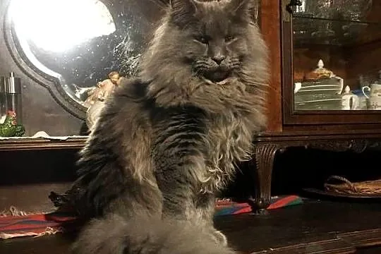 Kocięta Maine Coon wielkie koty