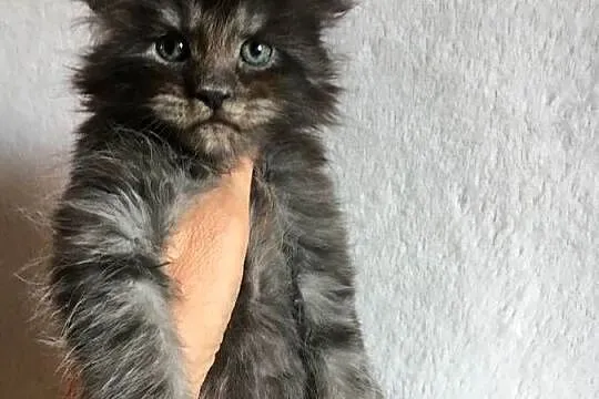 Kocięta Maine Coon wielkie koty, Małopolskie, Kraków